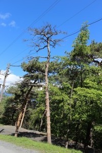Копия IMG_0072
