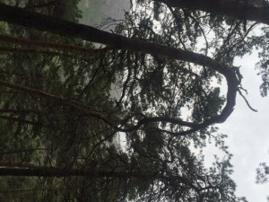 IMG_1511
